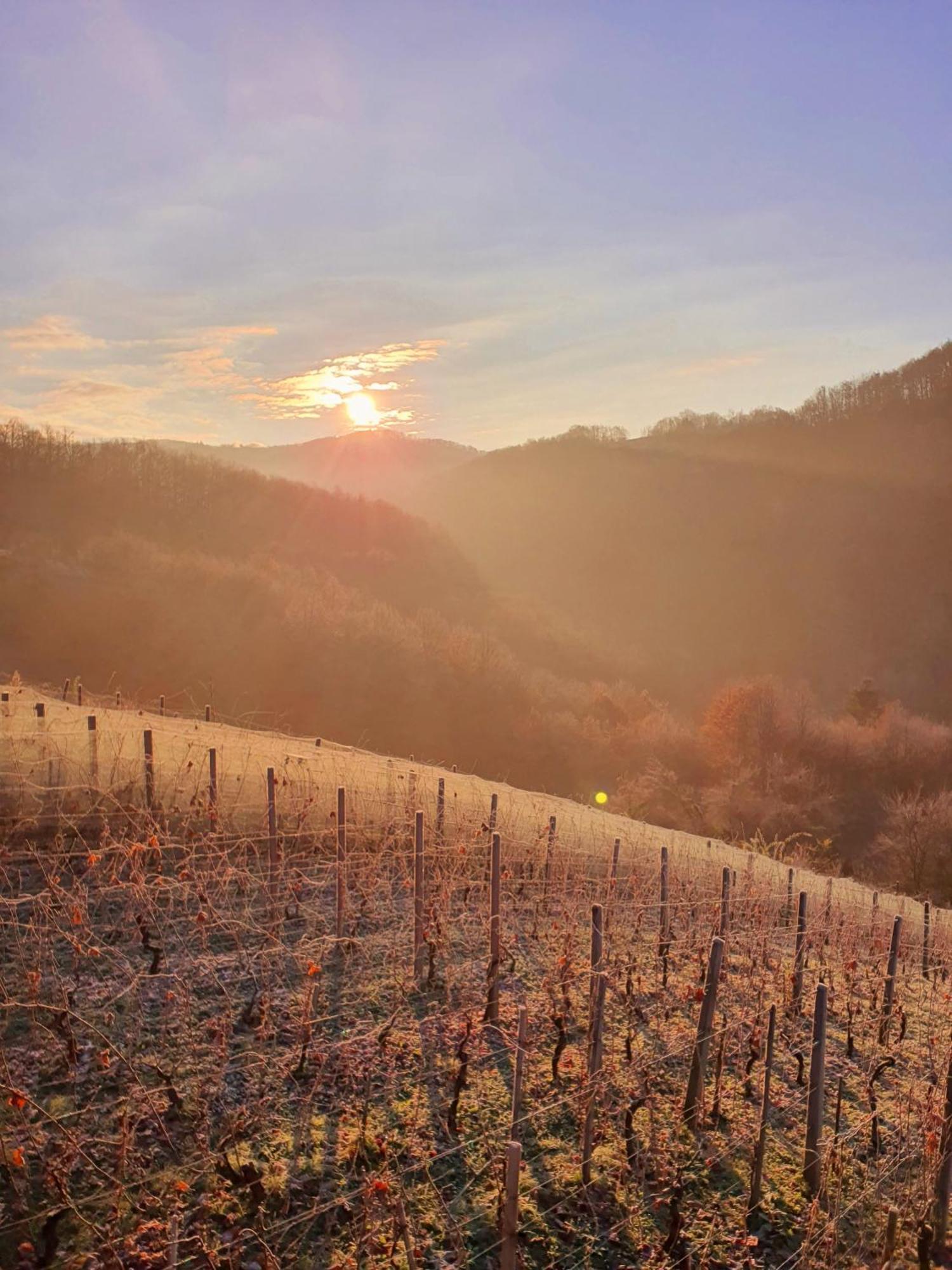 Vineyard Cottage Matej 트레브네 지방 자치제 외부 사진