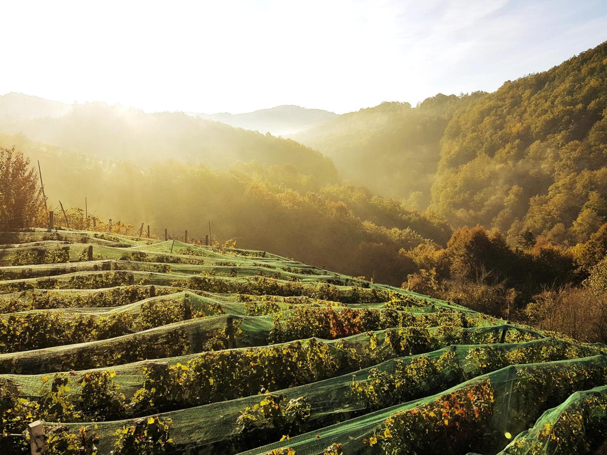 Vineyard Cottage Matej 트레브네 지방 자치제 외부 사진