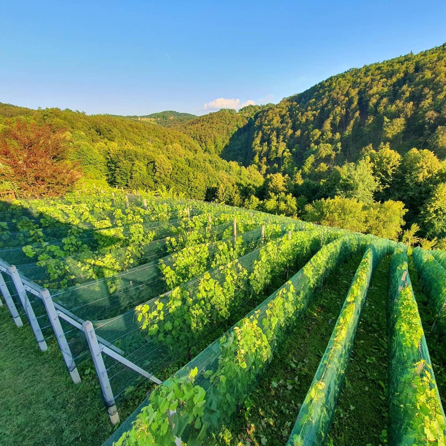 Vineyard Cottage Matej 트레브네 지방 자치제 외부 사진